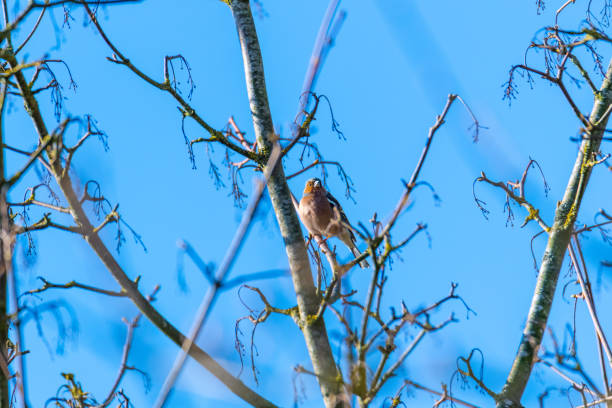 istock a small bird  sits in a tree top with a blue sky 1216165131