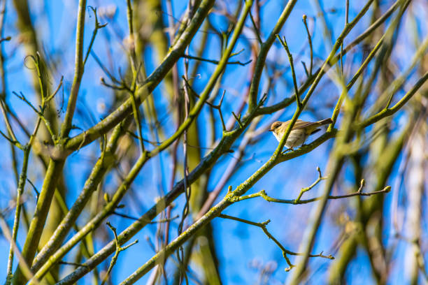 Little yyellow tit on a tree branch