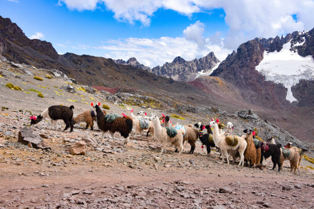istock Llama pack in Cordillera Vilcanota, Ausangate, Cusco, Peru 1216165860