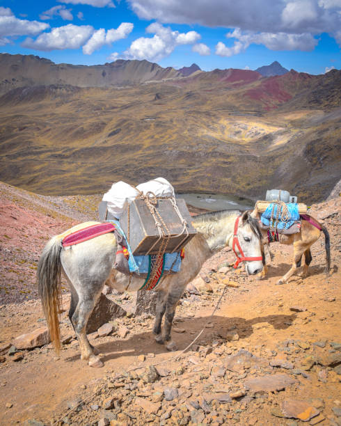 istock Horses carry cargo along trails through the Andes. Ausungate trail, Cusco, Peru 1216166825