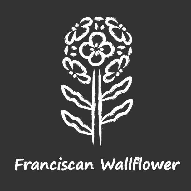 Franciscan wallflower chalk icon. Garden flowering plant with name inscription. Erysimum franciscanum inflorescence. Blooming wildflower, weed. Spring blossom. Isolated vector chalkboard illustration Franciscan wallflower chalk icon. Garden flowering plant with name inscription. Erysimum franciscanum inflorescence. Blooming wildflower, weed. Spring blossom. Isolated vector chalkboard illustration erysimum stock illustrations