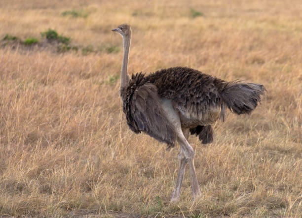 Female Ostrich, the world's largest flightless bird.