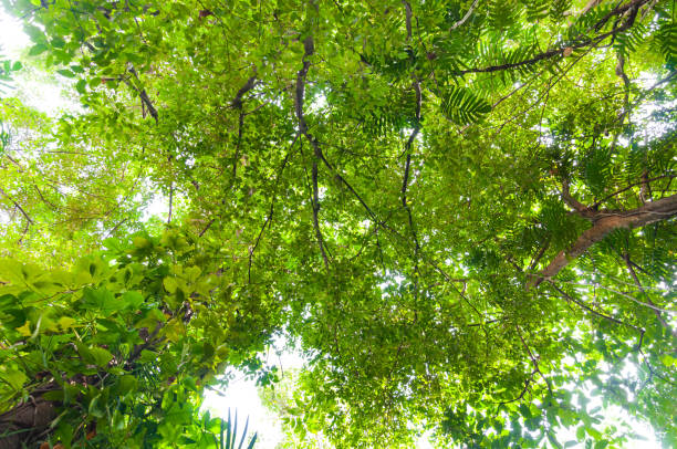 istock Fresh green forest, low angle view,Leaf background,beautiful green forest 1216169221