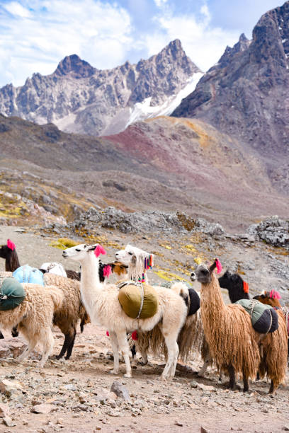 istock Llama pack in Cordillera Vilcanota, Ausangate, Cusco, Peru 1216169814