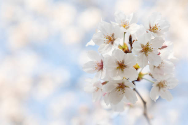 istock Cherry blossom close-up background material 1216169862