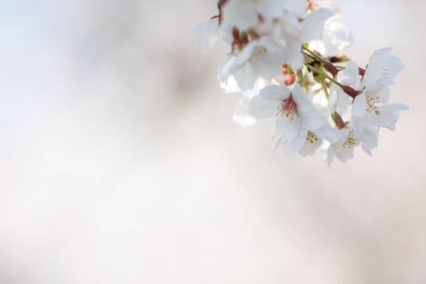 istock Cherry blossom close-up background material 1216169895