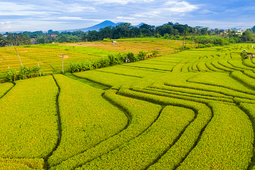 Bali - rice fields in Canggu, view from above. Volcano Agung on the background.