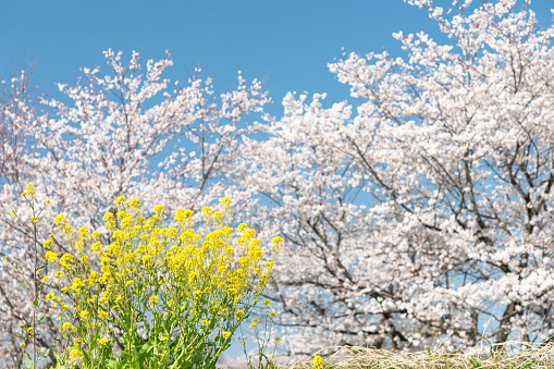 Japanese spring image