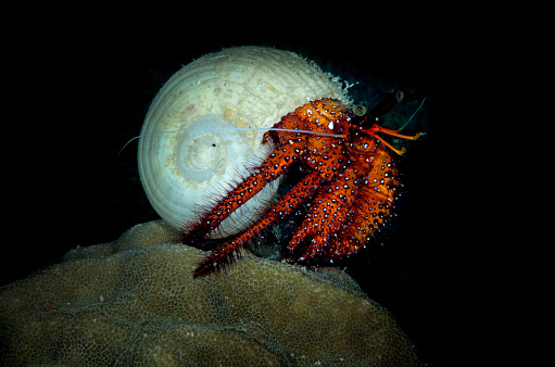 hermit crab shell crustacean
