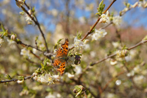 A beautiful fritillary aphrodite butterfly is drinking nectar from the blossoms of a buddleia bush. Shot with a Canon 5D Mark IV.
