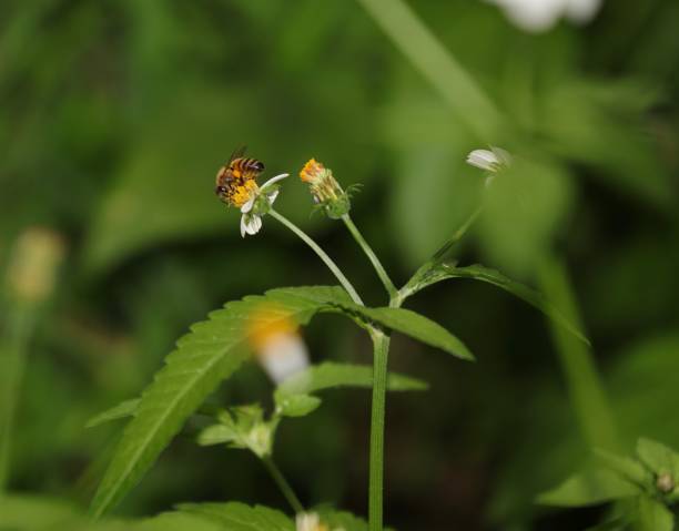 istock Bee hovering over an orange and white flower trying to get pollen with a nice green background 1216172463