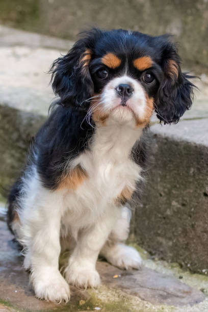 istock A dog cavalier King Charles 1216174325