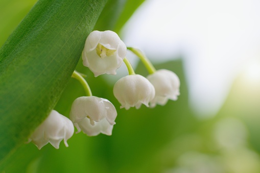 The lily of the valley, beautiful spring flowers close up