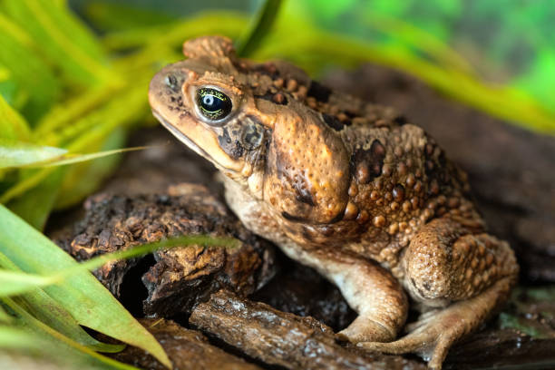 aga toad em um habitat natural na margem do lago close-up. animais na natureza. - cane toad toad wildlife nature - fotografias e filmes do acervo