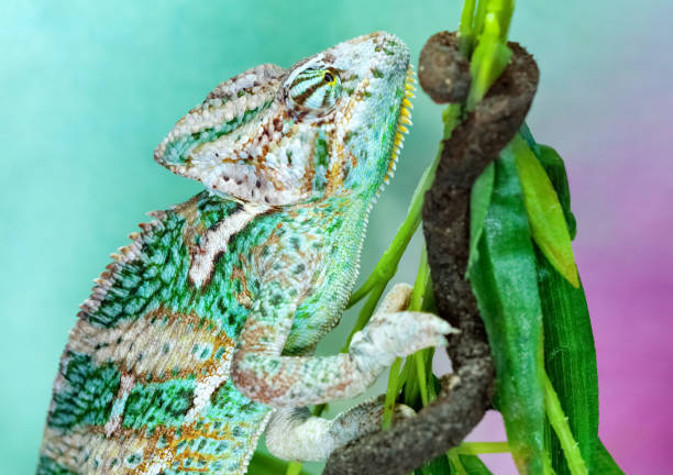 istock A small exotic green chameleon climbs on tree branches and preys on insects. 1216174554