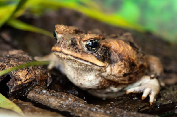 aga sapad en un hábitat natural en el primer plano de la orilla del lago. animales en la naturaleza. - frog batrachian animal head grass fotografías e imágenes de stock