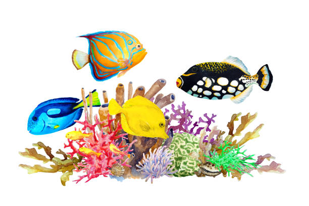 istock Reef with colorful corals and tropical fish- clown triggerfish, blue-ringed angelfish, blue and yellow tang and on a white background, hand drawn watercolor. 1216175622