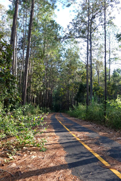 istock Roads and pine trees in Thung Salaeng Luang forest 1216176804