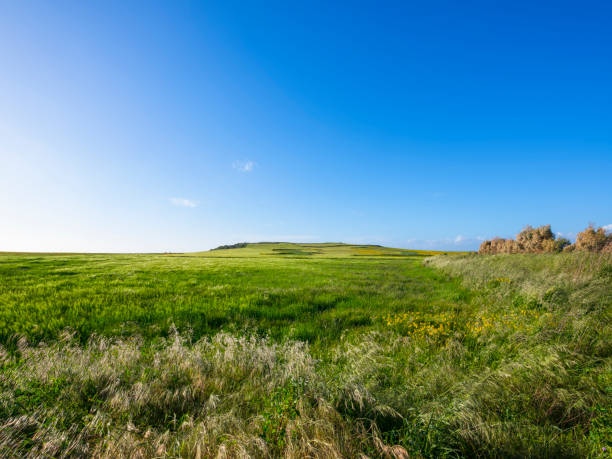 istock Wheat field with spontaneous flowers 1216178465