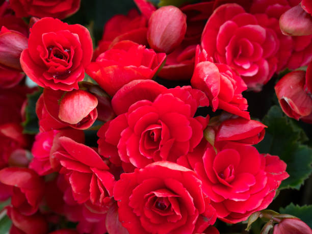 istock Closeup of red roses 1216178594