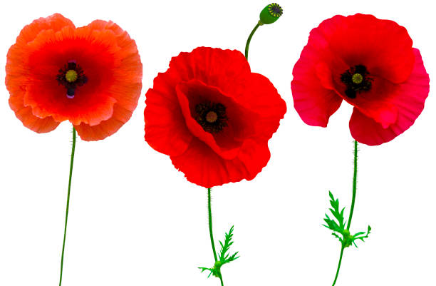 poppies flowers collection isolated on white background