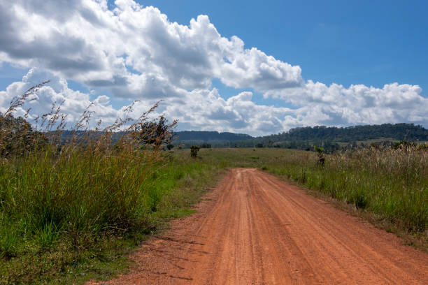 istock Roads and pine trees in Thung Salaeng Luang forest 1216178662
