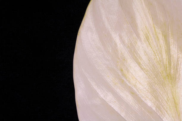istock A White Peace Lily Petal Leaf on Black Background Close Up 1216178960