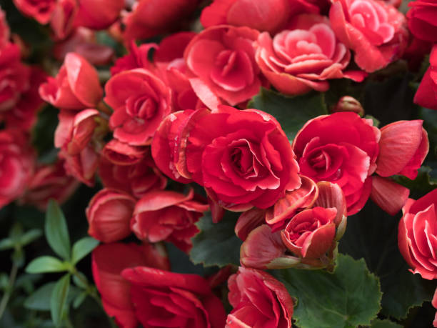 istock Red roses in garden 1216178979