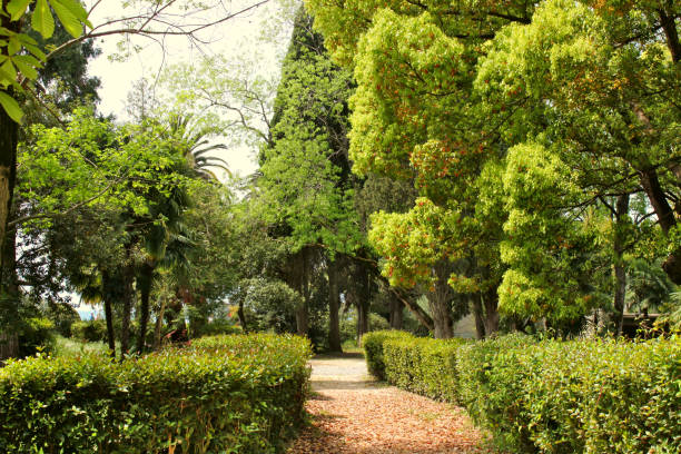 istock Old park in the summer. Gagra, Abkhazia 1216180770