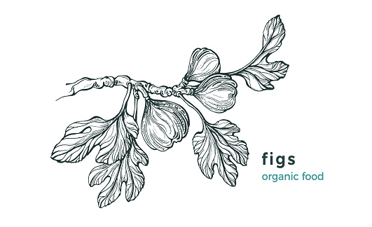 Figs branch. Vector nature tree, raw fruit, leaves on white background. Art hand drawn sketch, illustration. Vintage botanical engraving. Sweet fresh food. Farm plantation