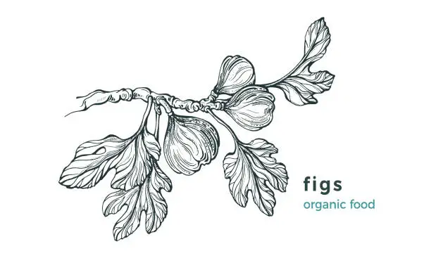 Vector illustration of Figs branch. Vector nature tree, raw fruit. Sketch