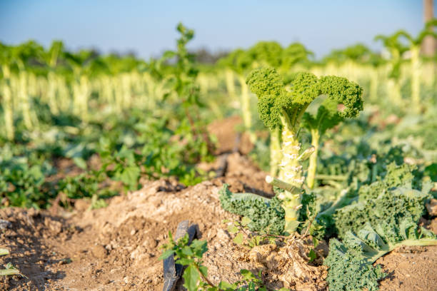 istock Curly kale grown on a farm field in Spain 1216184606