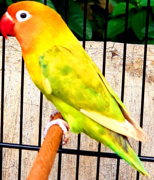 istock a macaw bird in the cage 1216185026