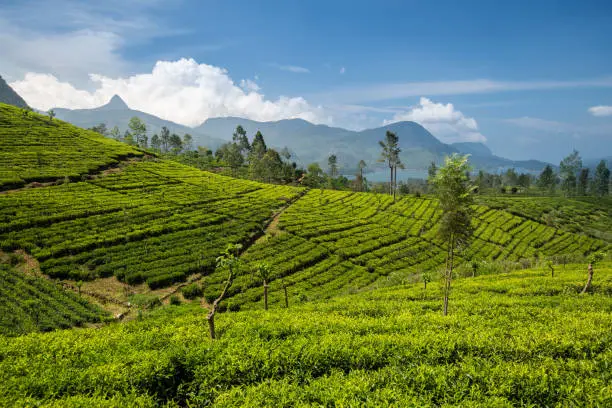 Photo of Beautiful tea plantation landscape in Maskeliya area in Sri Lanka