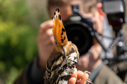 Photographer photographing a hoopoe (Upupa epops) while a scientist is holding the bird during a bird ringing session