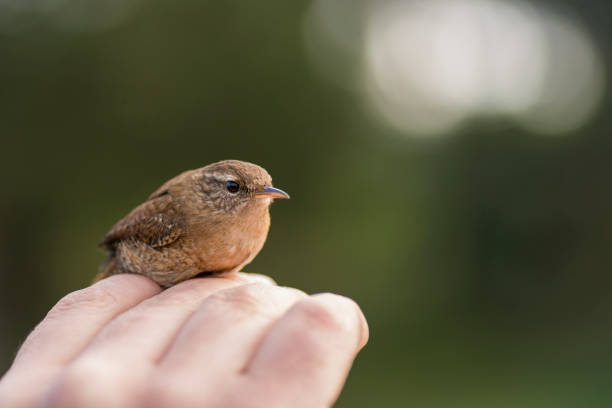 Wren (Troglodytes troglodytes)