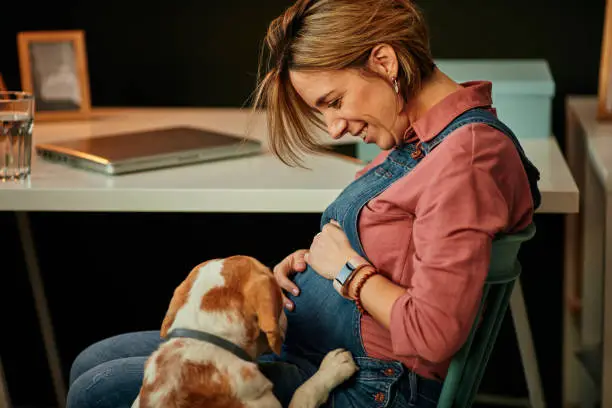Middle aged smiling pregnant freelancer sitting in her office and looking at her beloved beagle. Beagle wants to play with her.