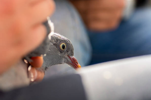 istock Scientist holding and measuring a  common wood pigeon during a bird ringing session 1216188128