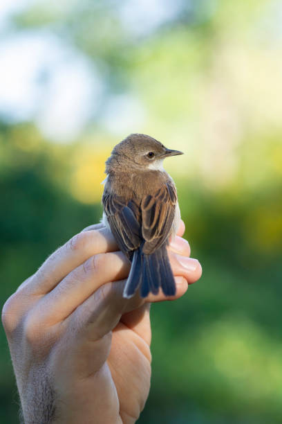 istock Scientist holding a common whitethroat during a bird ringing session 1216188858