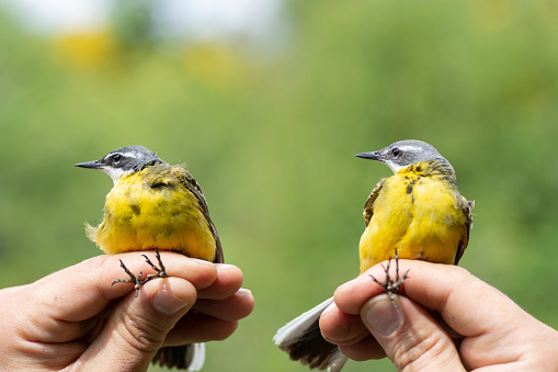 Scientist holding two western yellow wagtail (Motacilla flava) during a bird ringing session