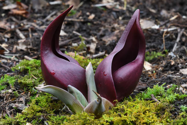 Photo of Maroon-colored skunk cabbage in patch of moss
