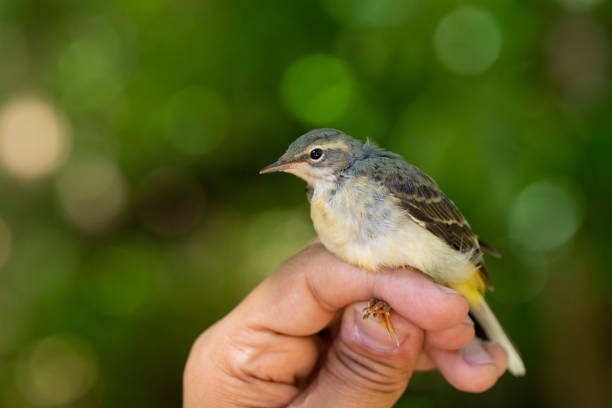 scientist holding a juvenile grey wagtail during a bird ringing session - grey wagtail imagens e fotografias de stock