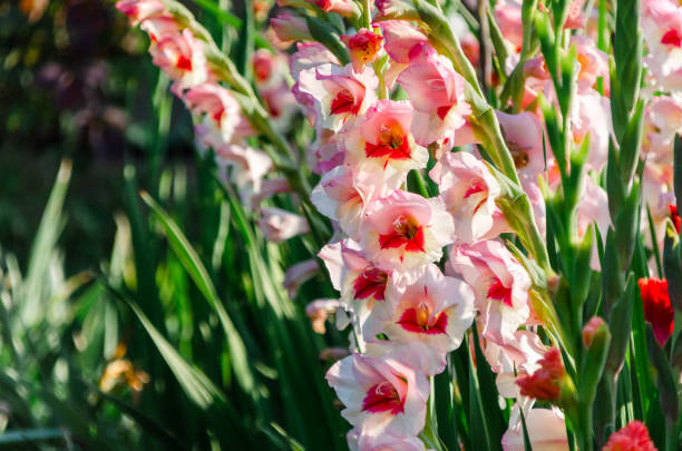 gladiolus, lindas flores florescendo no jardim. rosa com mancha vermelha brilhante no centro. - gladiolus - fotografias e filmes do acervo