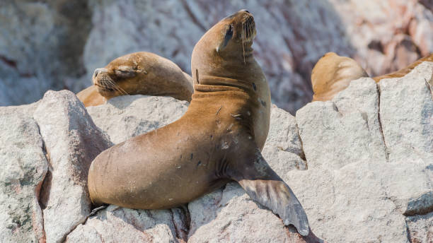 istock South American sea lions (Otaria flavescens) 1216190144