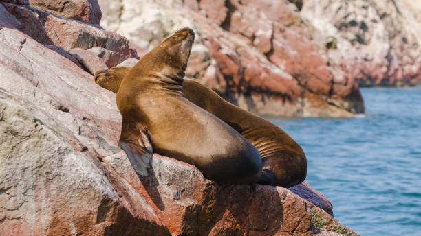 istock South American sea lions (Otaria flavescens) 1216190157