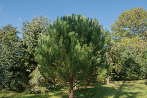 follaje verde y conos de un pino de piedra de coníferas de hoja perenne, pino de piedra italiano, pino paraguas o pino de sombrilla (pinus pinea) creciendo en un jardín en rural devon, inglaterra, reino unido - pine nut tree pine tree pine cone fotografías e imágenes de stock