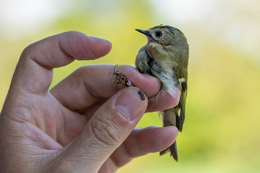 Scientist holding a goldcrest (Regulus regulus) during a bird ringing session