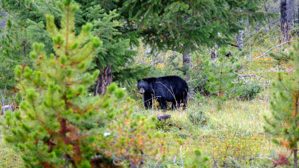 niedźwiedź - alberta canada animal autumn zdjęcia i obrazy z banku zdjęć
