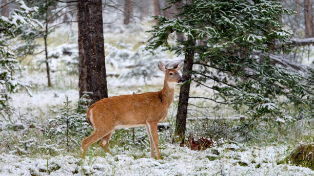 istock Young Bambi Mother 1216193791