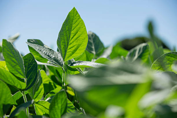 istock Soybean plants in a field 1216193804
